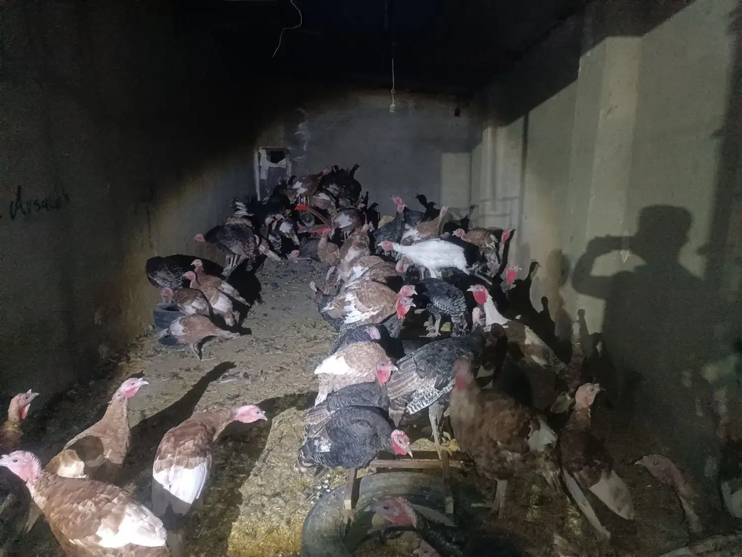 فروش بوقلمون|حیوانات مزرعه|دیواندره, |دیوار