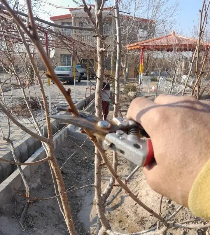 کلیه خدمات باغبانی|خدمات باغبانی و درختکاری|بناب, |دیوار