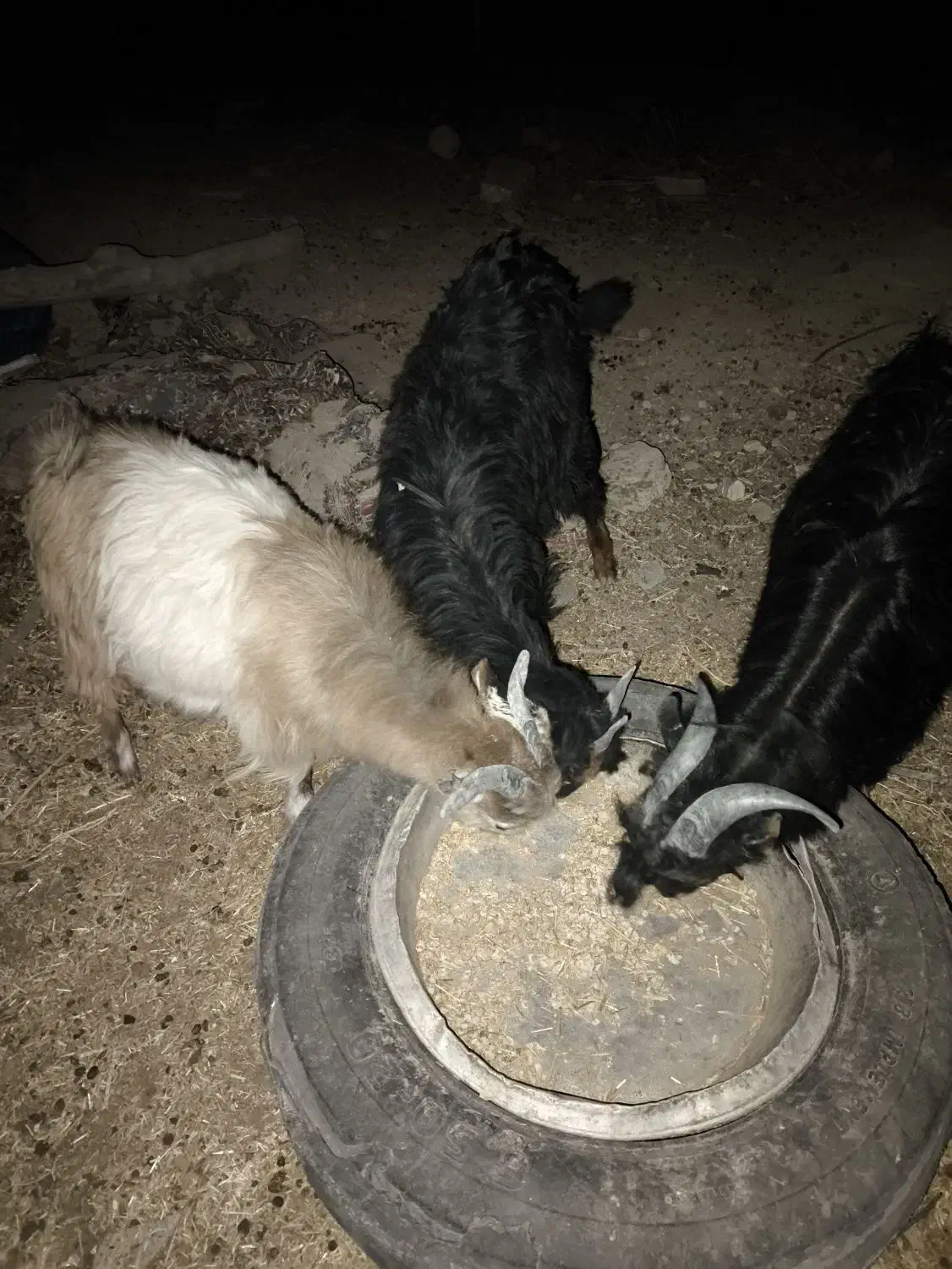 سه عدد کهره نر|حیوانات مزرعه|رحمت‌آباد, |دیوار