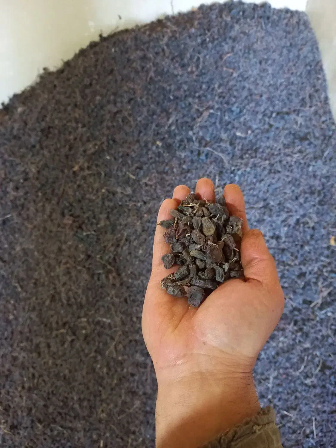 کشمش افتابی بواناتی|خوردنی و آشامیدنی|خرم بید, |دیوار