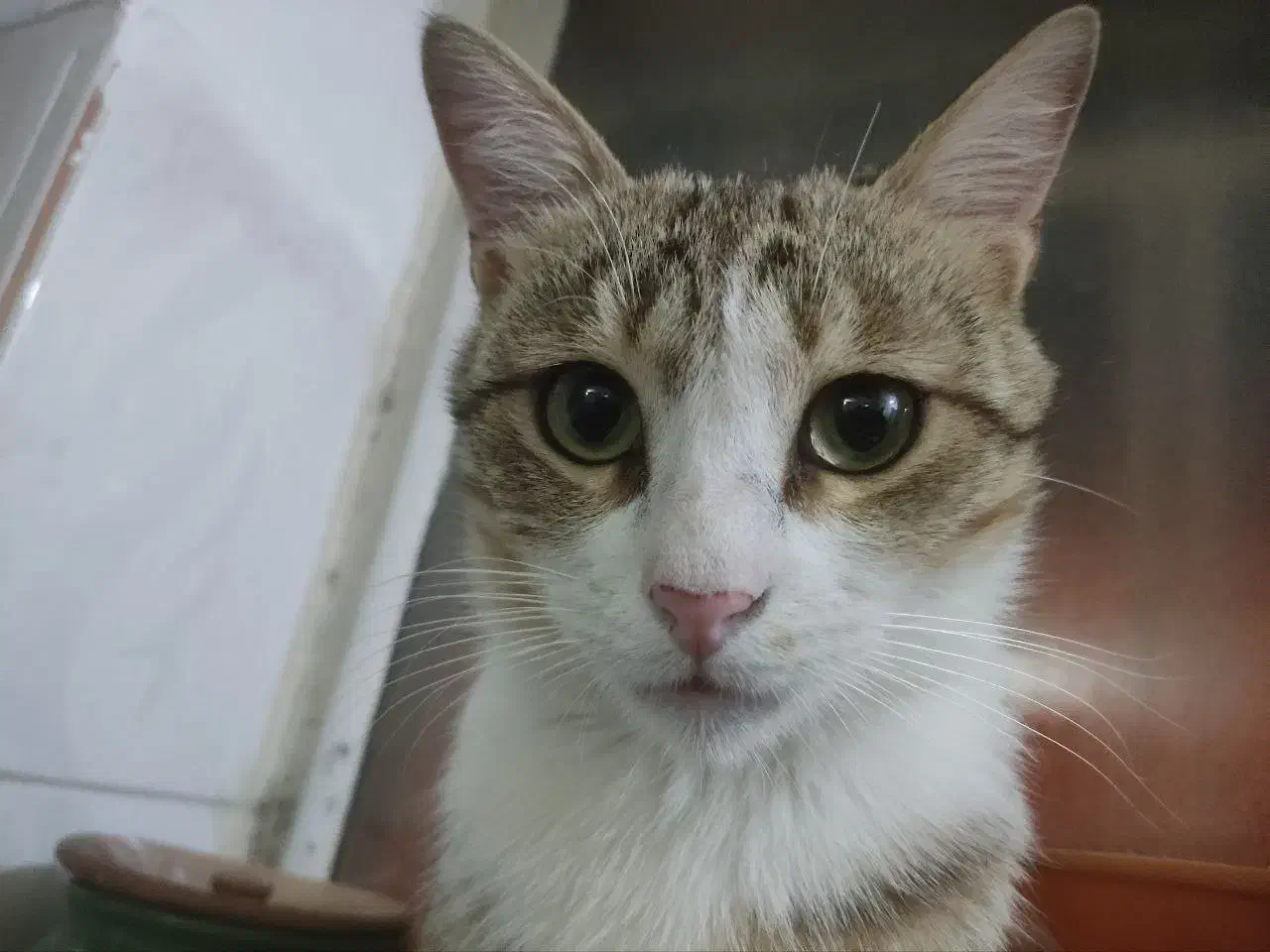 گربه گم شده در محدوده خیابان فرودگاه|حیوانات|زنجان, |دیوار