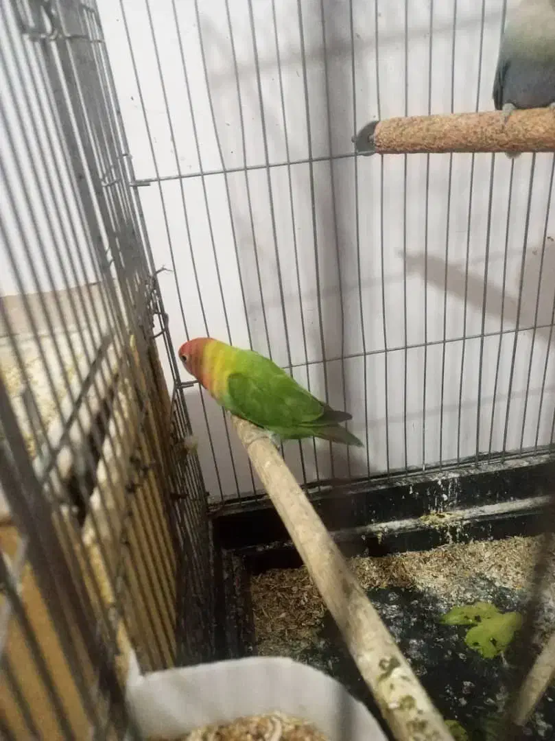 دوتا طوطی|پرنده|رباطکریم, رباطکریم|دیوار