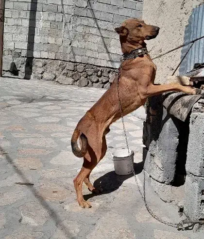 سگ دوبرمن|سگ|کامیاران, |دیوار