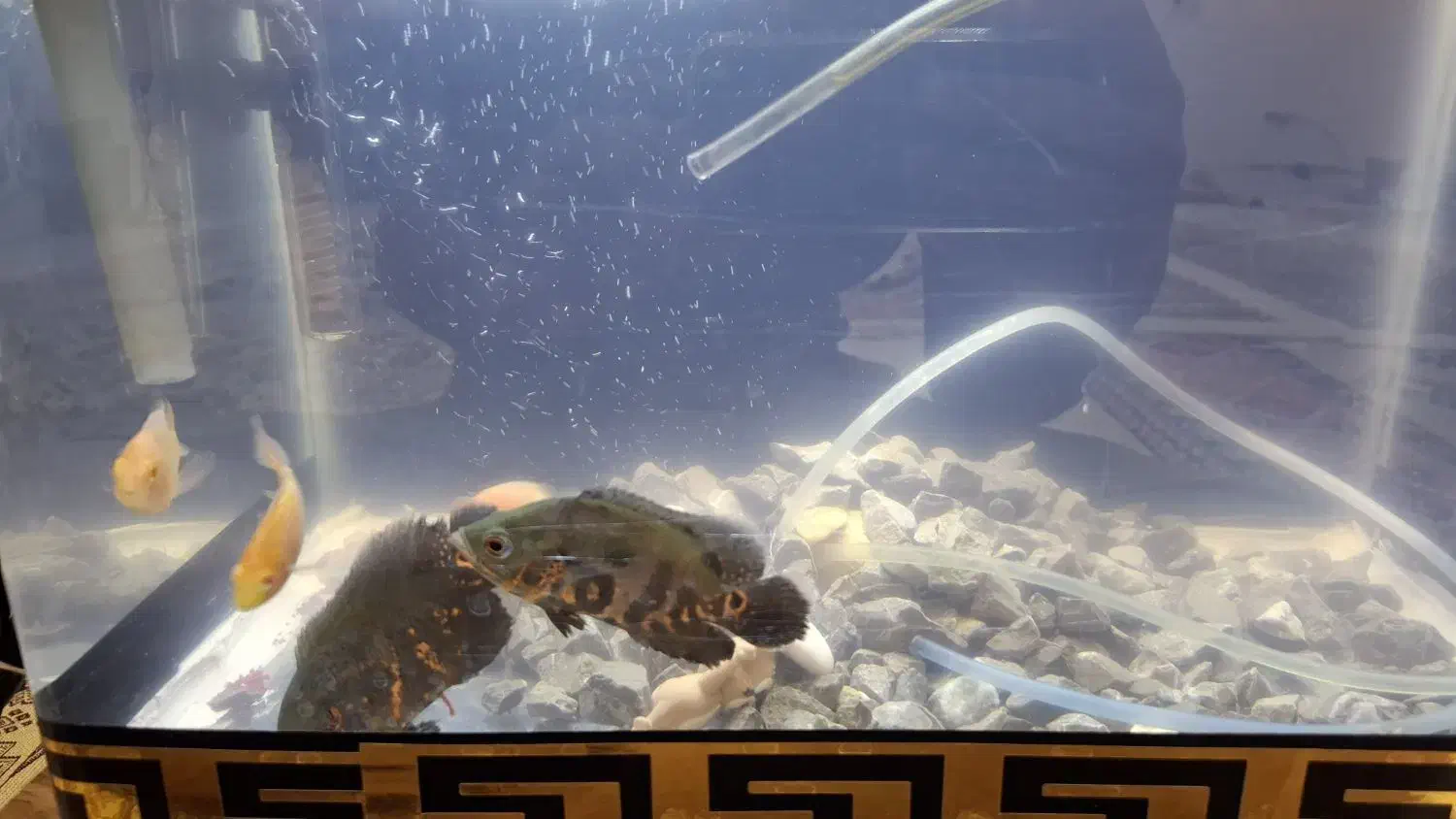 چند عدد ماهی|ماهی|دورود, |دیوار