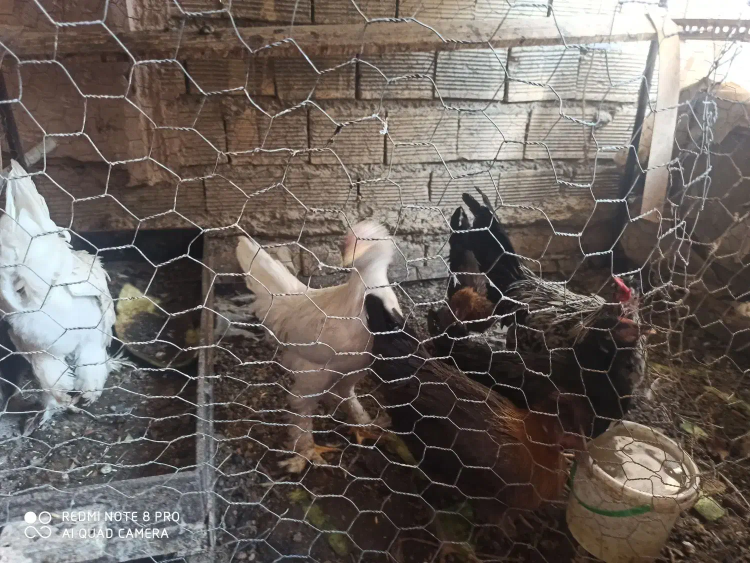 مرغ|حیوانات مزرعه|خمینی‌شهر, |دیوار