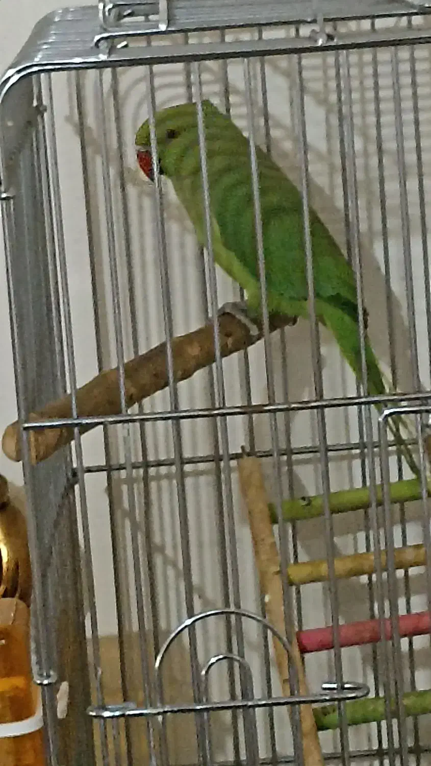 طوطی ملنگو|پرنده|تهران, امیریه|دیوار