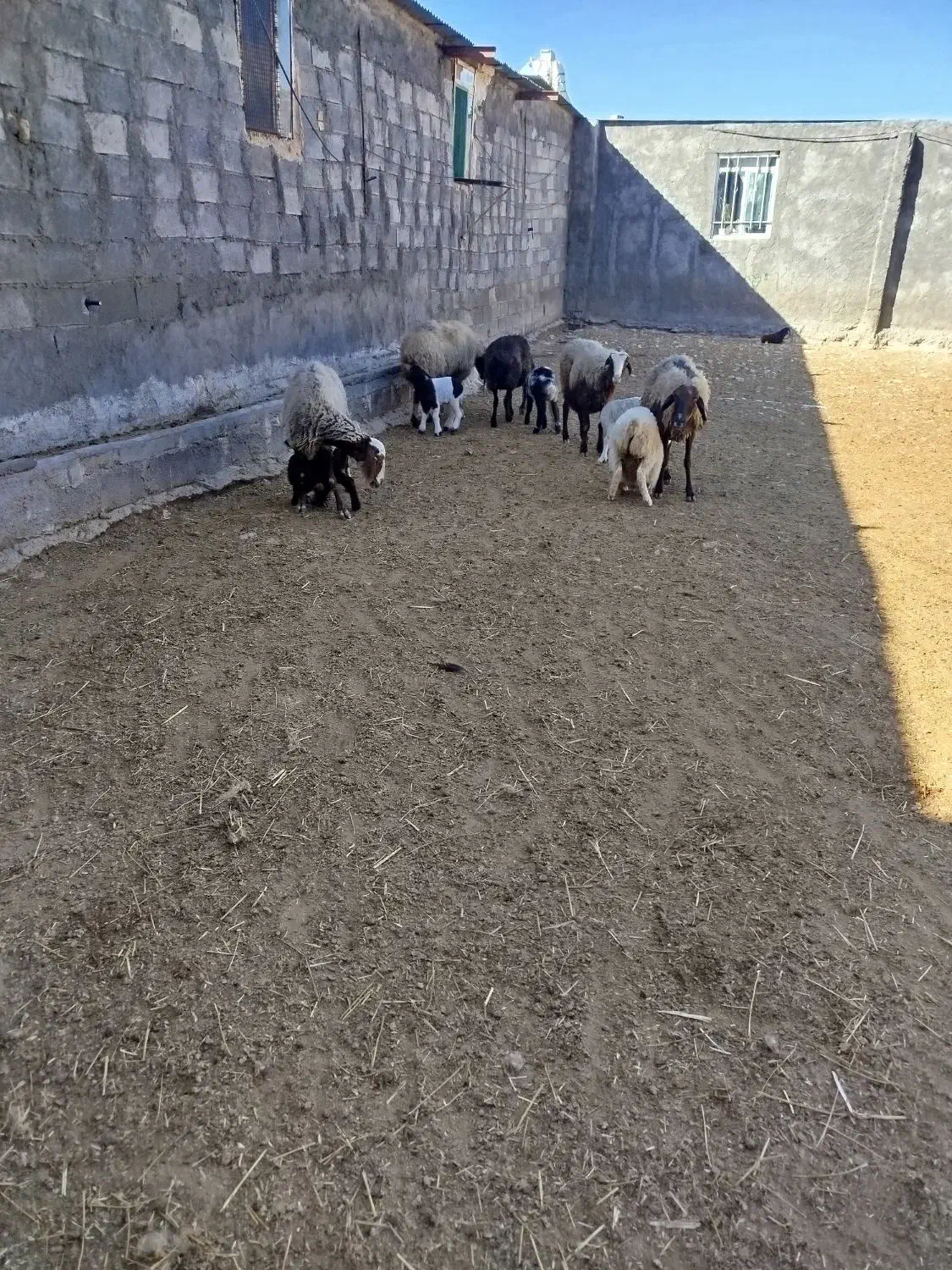 گوسفند بابره|حیوانات مزرعه|سرپل ذهاب, |دیوار