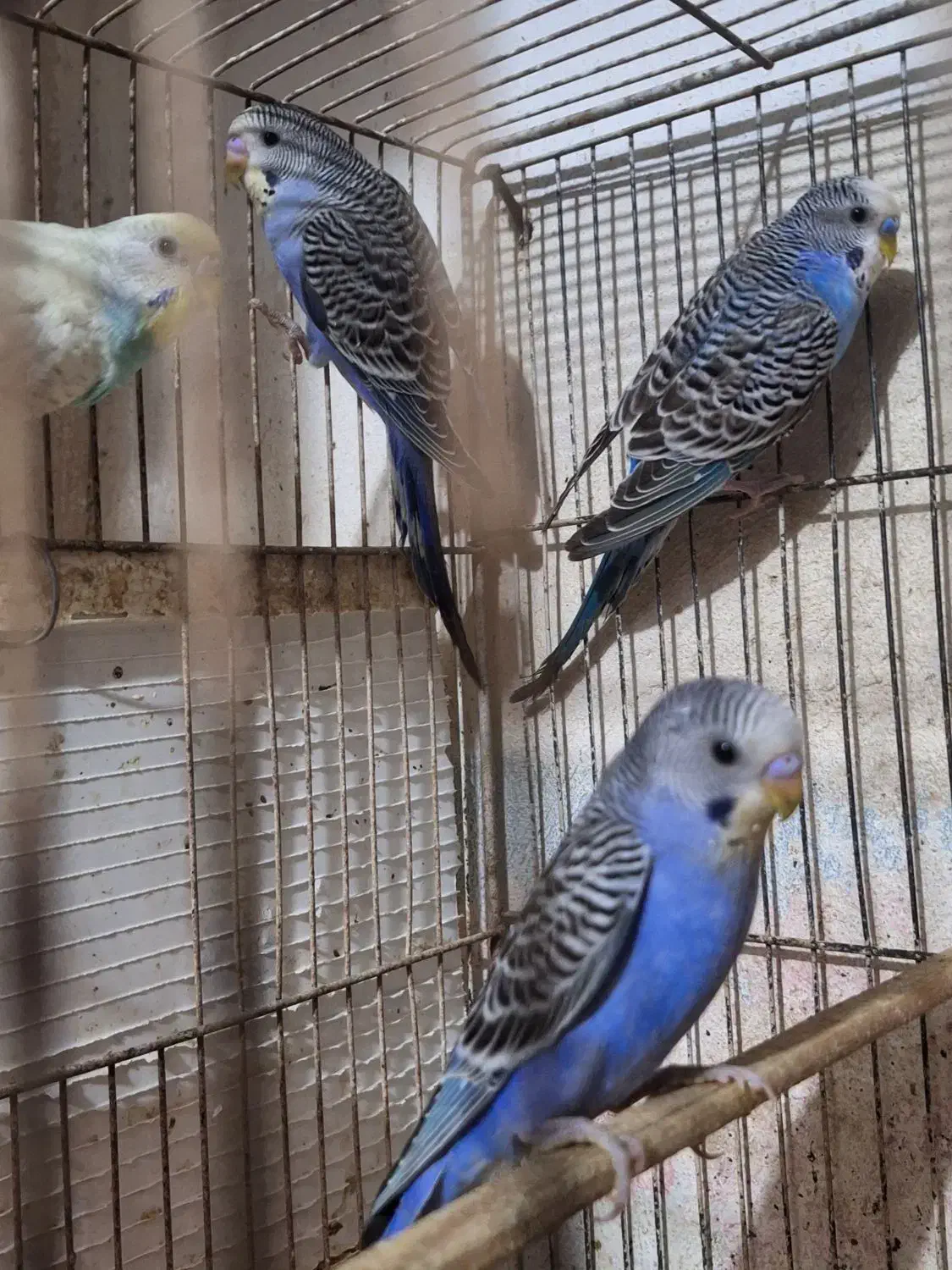 مرغ عشق|پرنده|رشت, پسیخان|دیوار