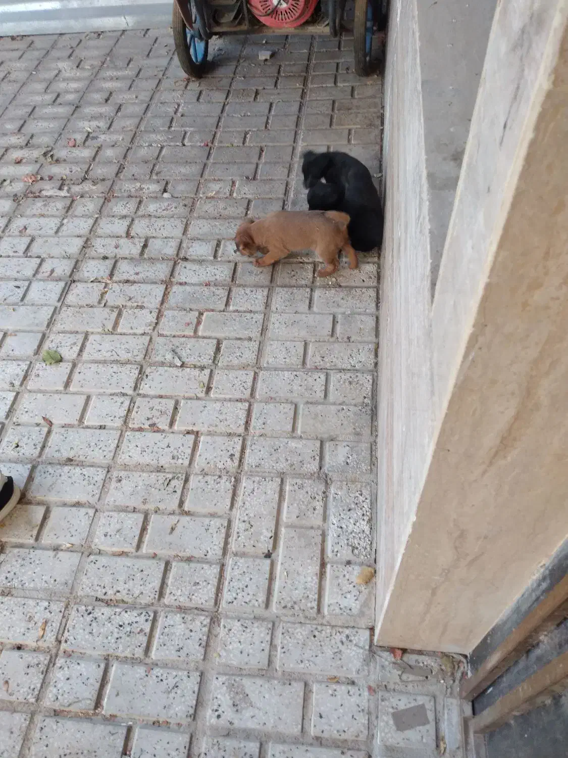 سگ پا کوتاه|سگ|شیروان (خراسان), |دیوار