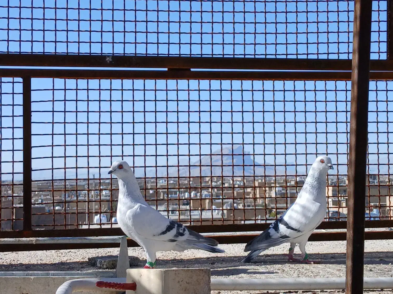 کفتر شامی|پرنده|مرودشت, تامین اجتماعی‎|دیوار