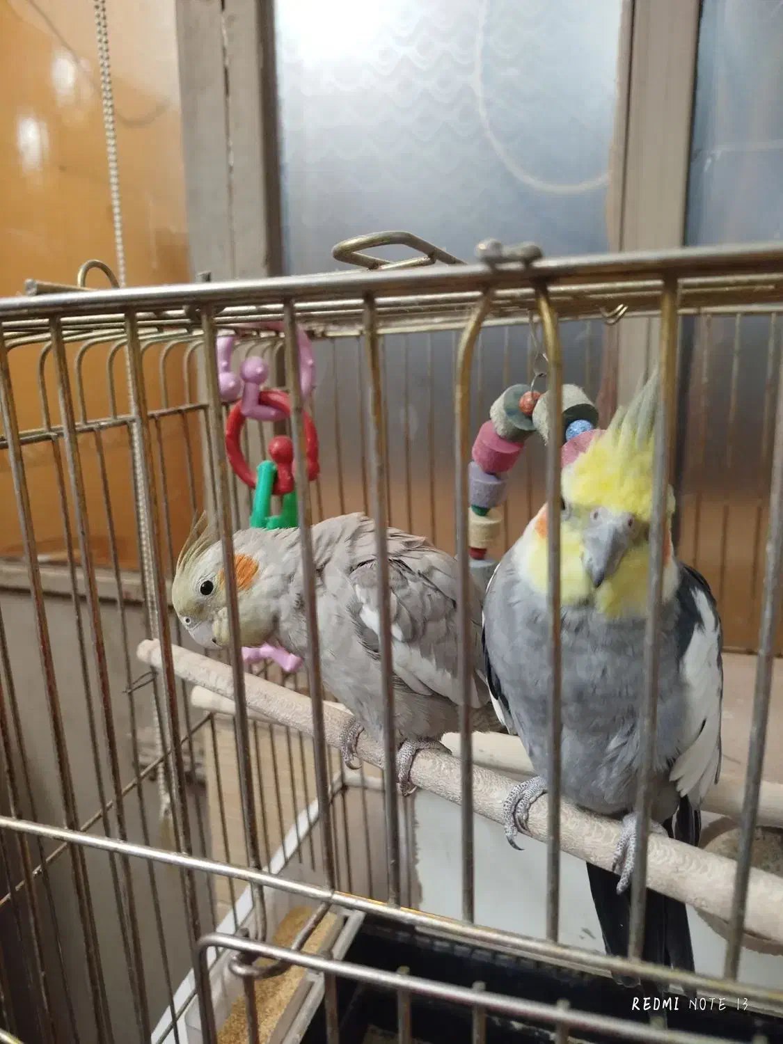 نر و ماده جوجه داده|پرنده|مشهد, انقلاب|دیوار