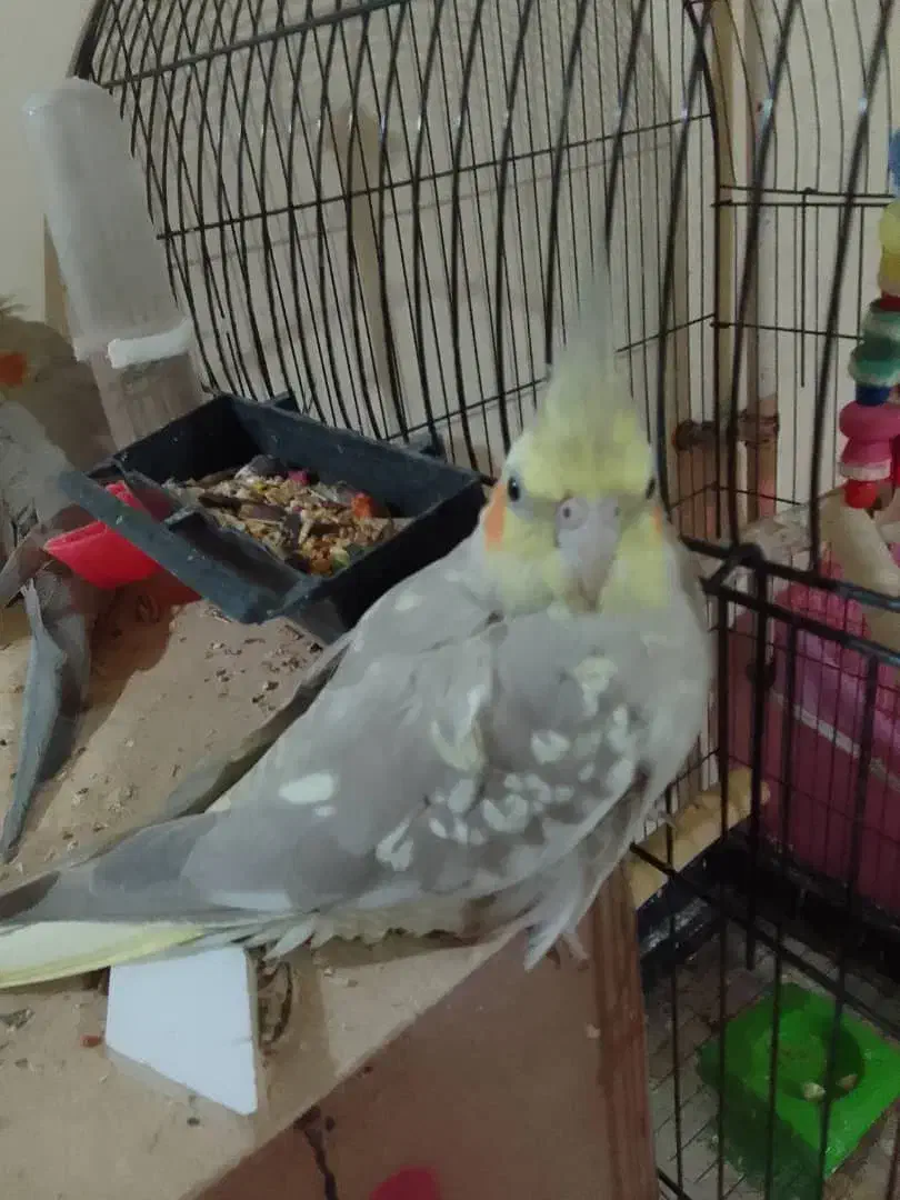 عروس پاریس|پرنده|سوسنگرد, |دیوار