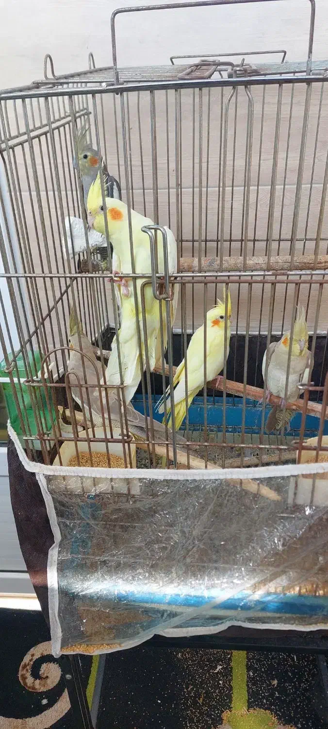 عروس هلندی|پرنده|رشت, فرزانه|دیوار