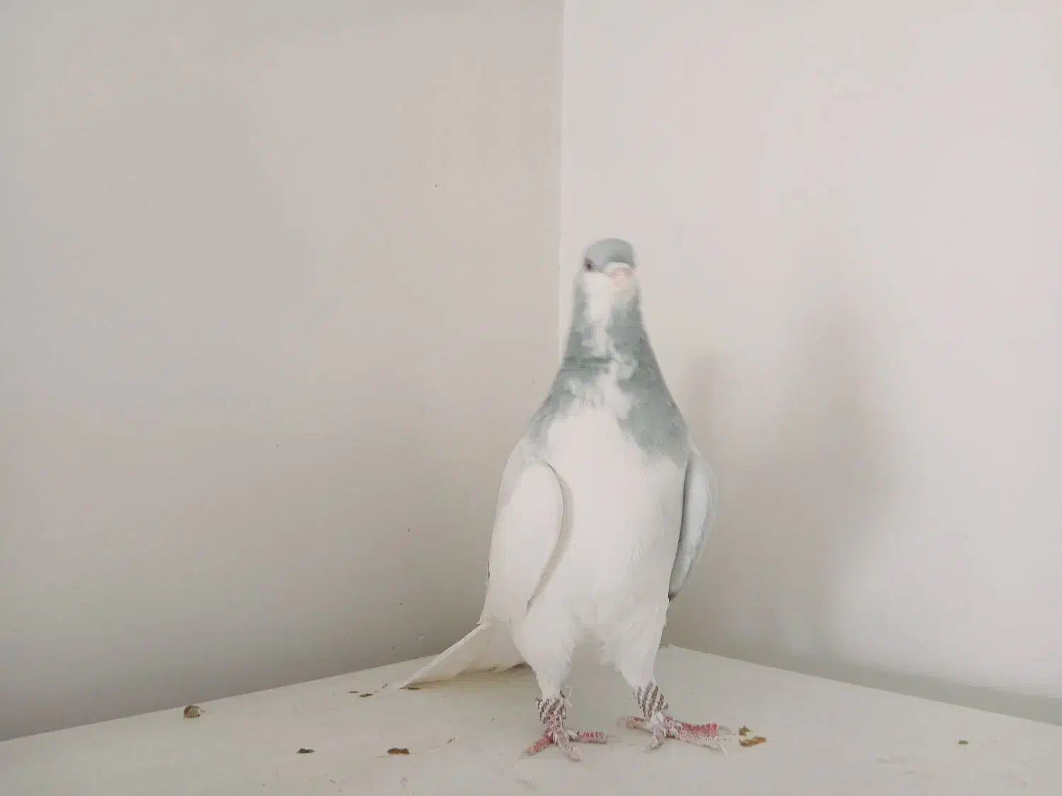 چند عدد کبوتر هم پرنده هم جفتی|پرنده|قزوین, |دیوار