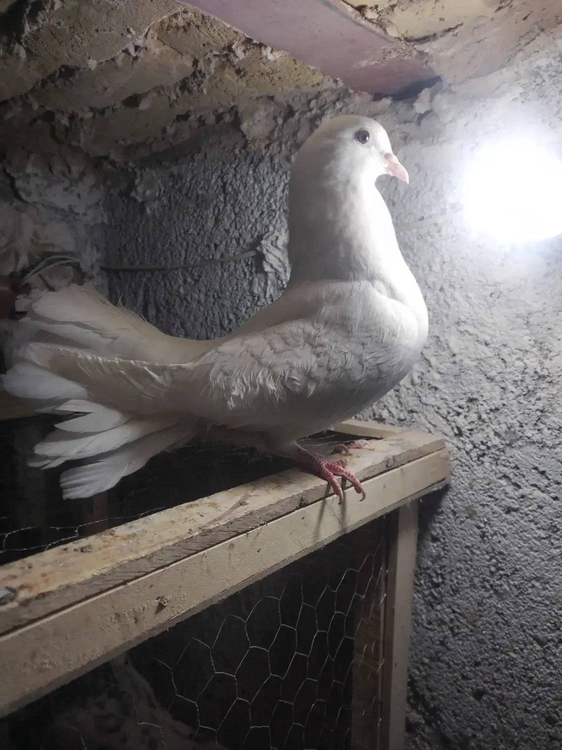 کبوتر. دم چتری|پرنده|تربت‌حیدریه, آغوی|دیوار