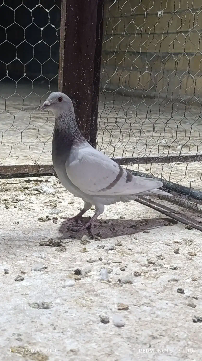 کبوتر پوست پیازی . غوره . ابلغ|پرنده|وحدتیه, |دیوار