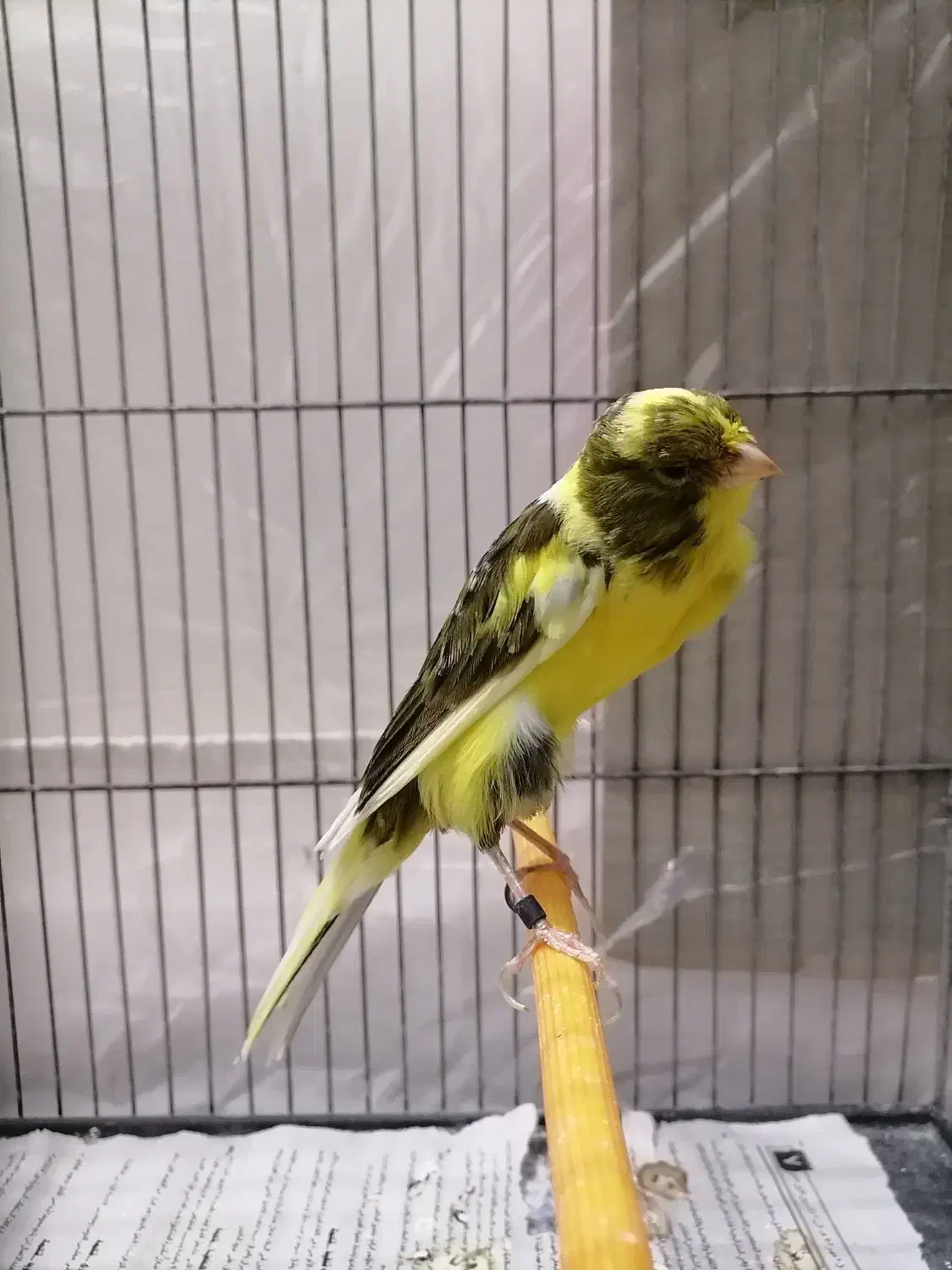 قناری ماده رسمی بلند|پرنده|تهران, جابری|دیوار