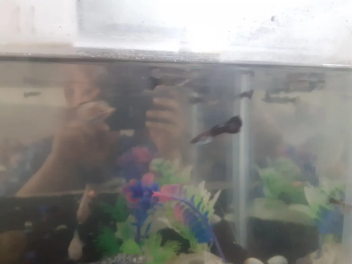 ماهی های گوپی|ماهی|اسلام‌شهر, مسکن مهر اسلاشهر (شهرک امام خمینی)|دیوار