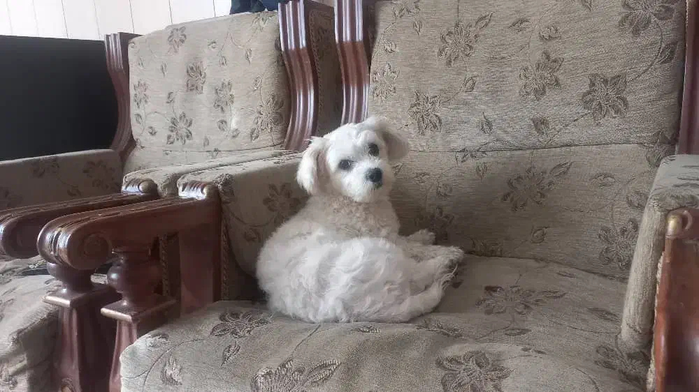 فروش سگ شیتزو تریر|سگ|کرج, برغان|دیوار