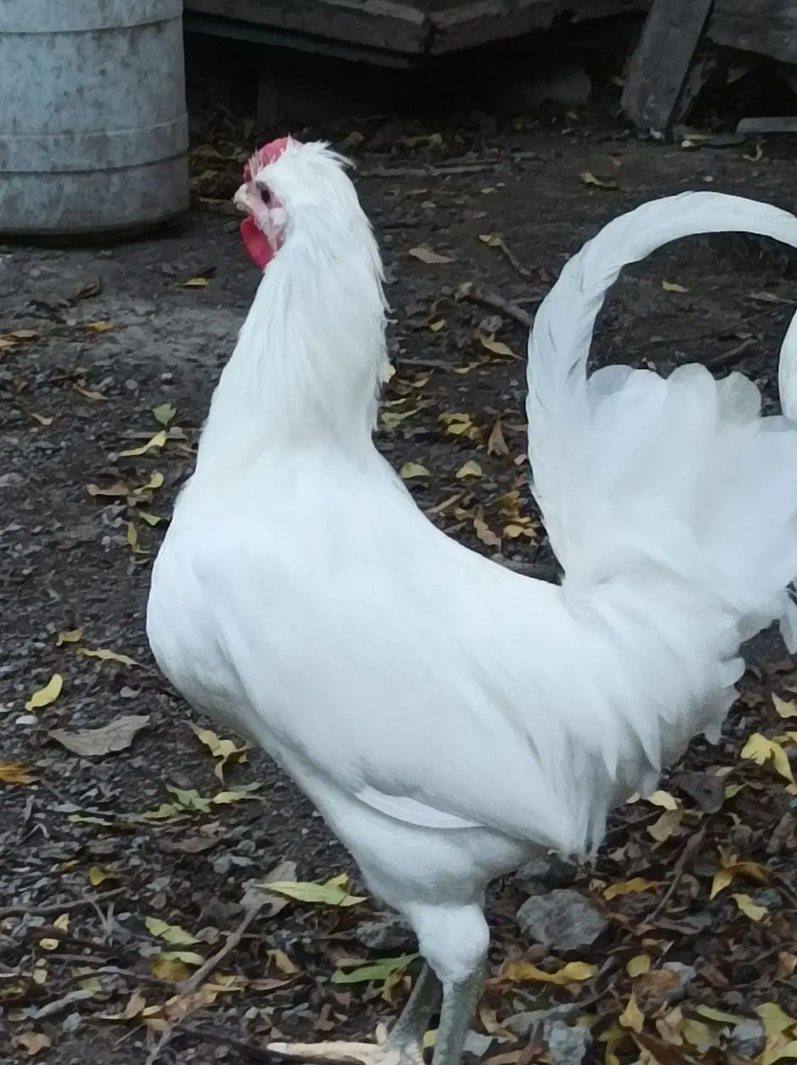 نیمچه خروس گلین|حیوانات مزرعه|رامیان, |دیوار