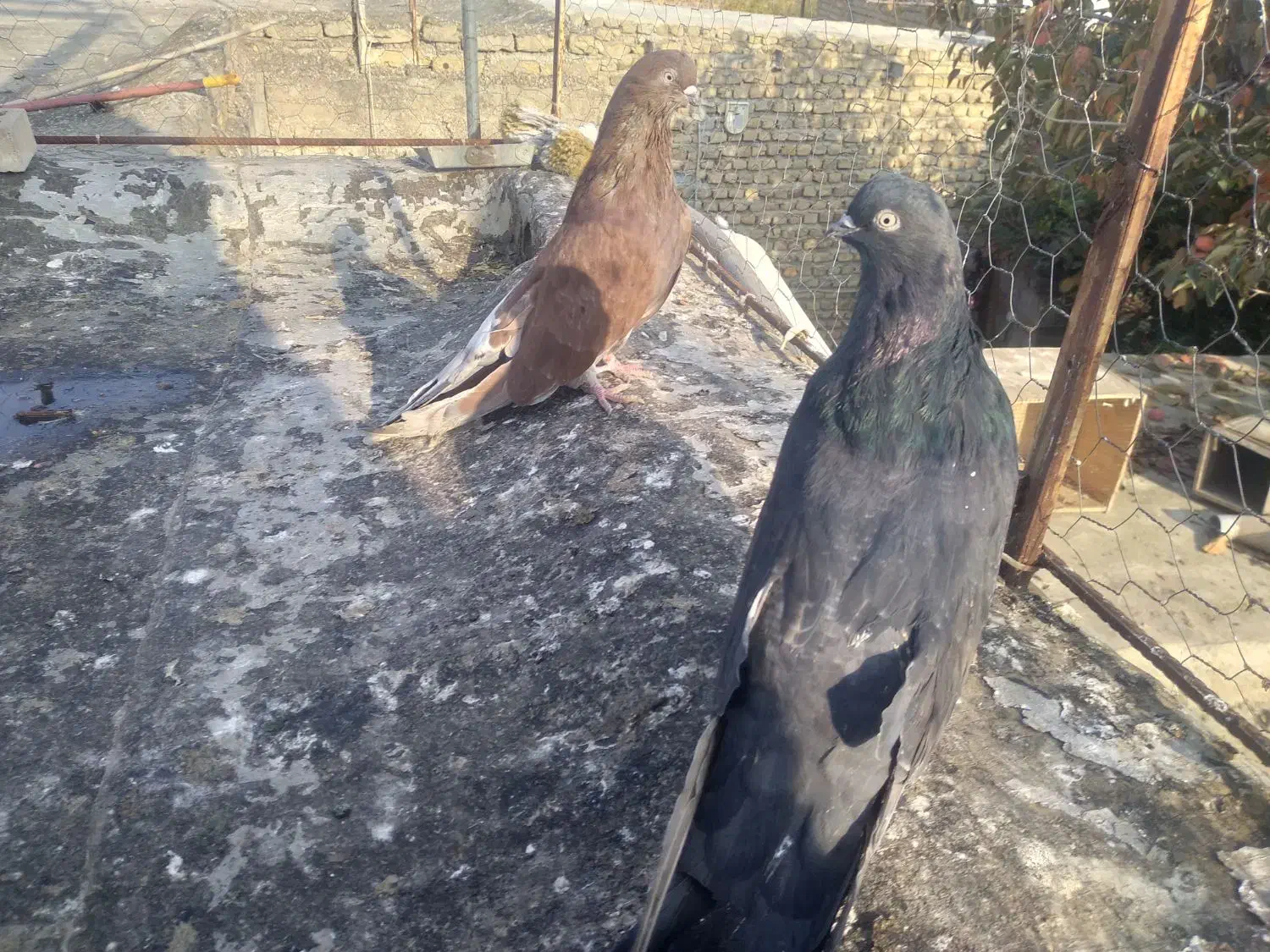 کبوتر|پرنده|آزادشهر, |دیوار