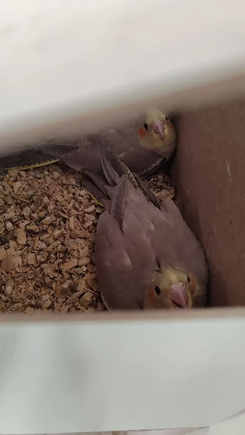 جوجه عروس هلندی|پرنده|سده (خراسان جنوبی), |دیوار