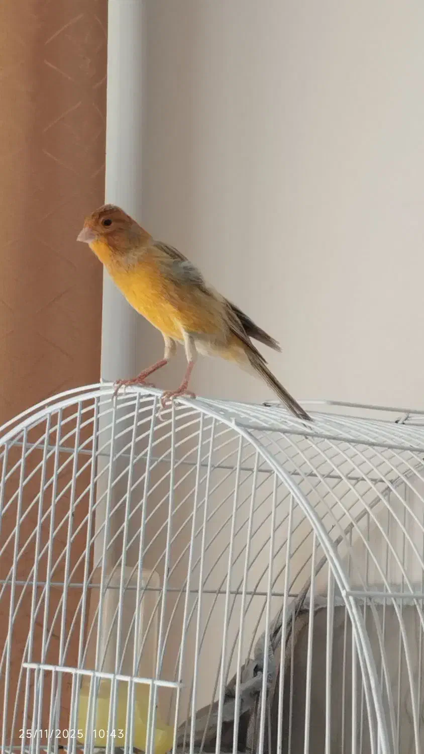 قناری نر|پرنده|اصفهان, گرکان|دیوار