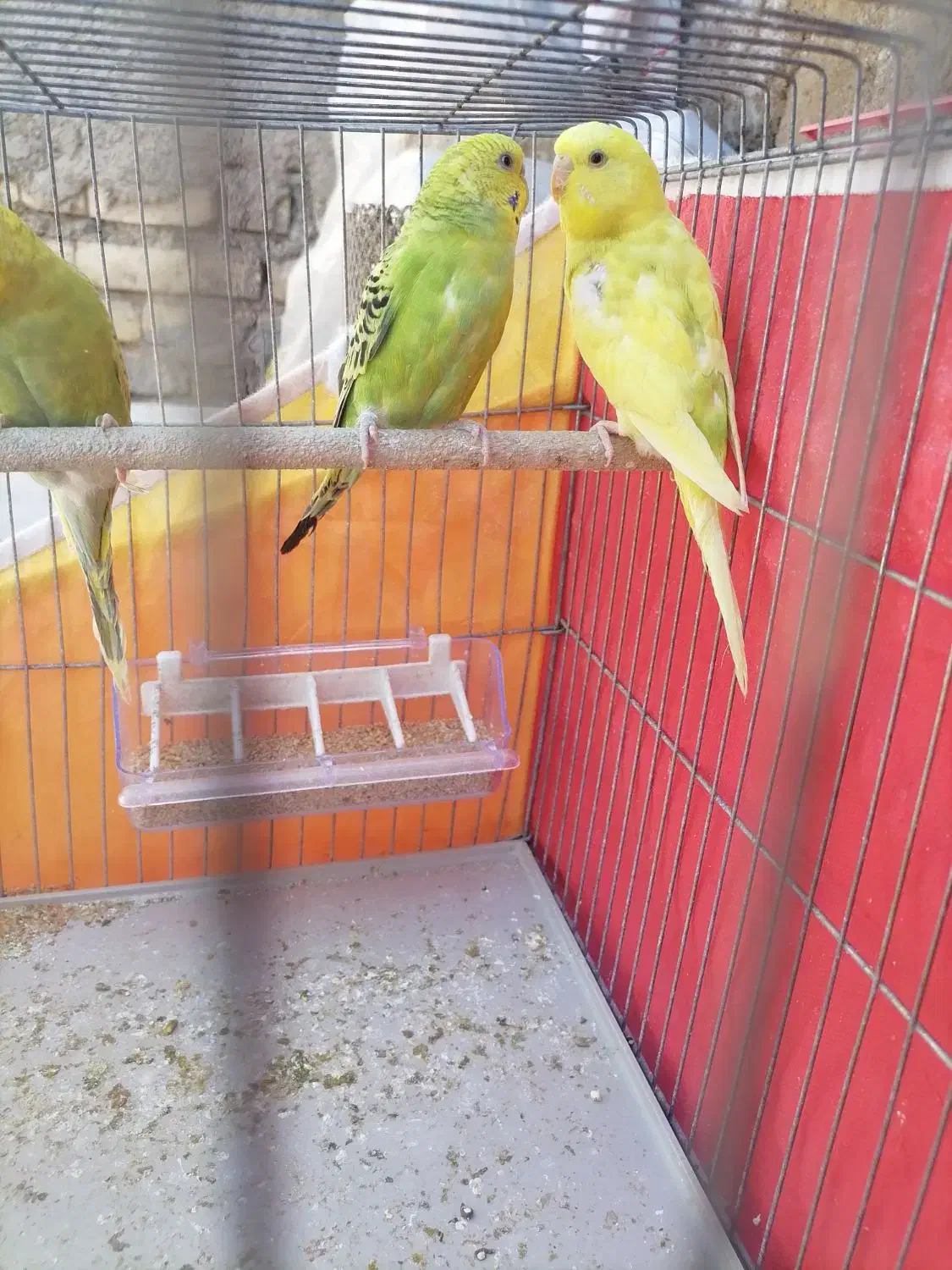 مرغ عشق|پرنده|شیراز, کوشک میدان|دیوار