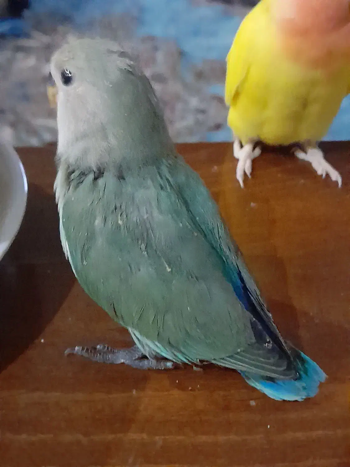 طوطی برزیلی|پرنده|تهران, باشگاه نفت|دیوار