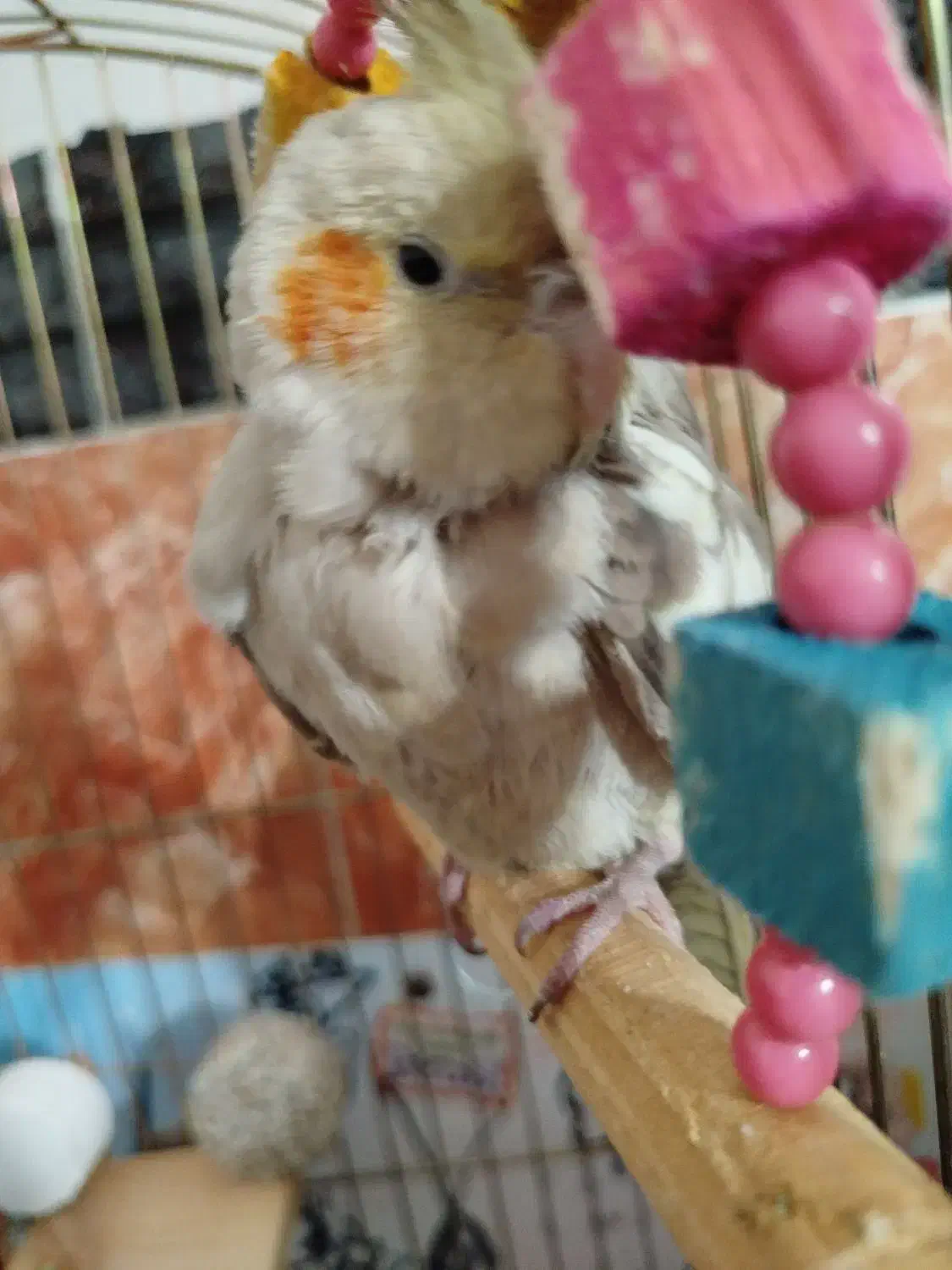 عروس هلندی ماده|پرنده|نقده, |دیوار