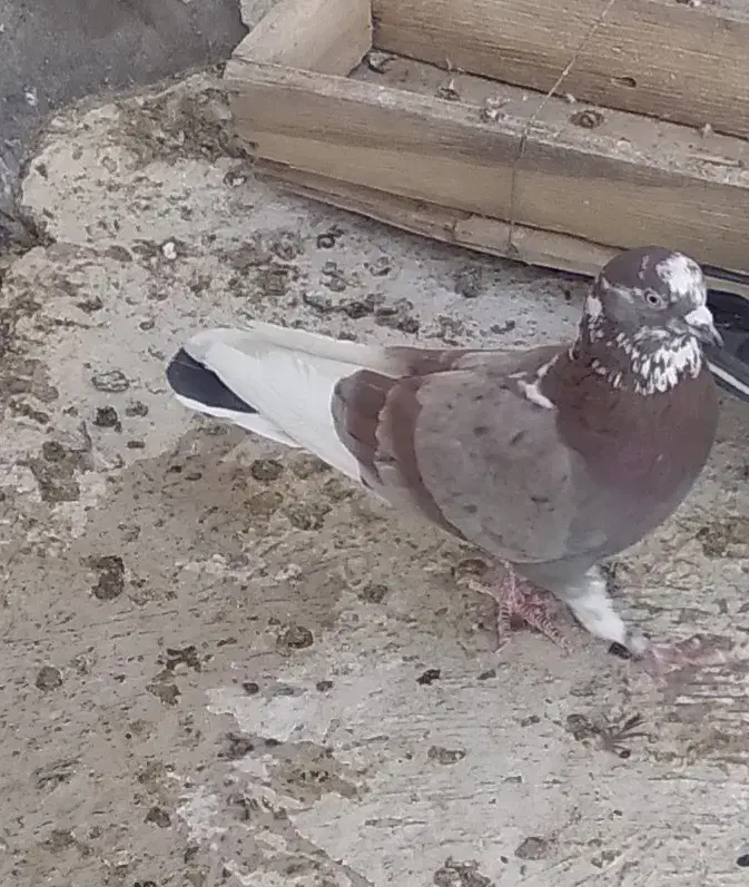 کبوتر|پرنده|آران و بیدگل, |دیوار