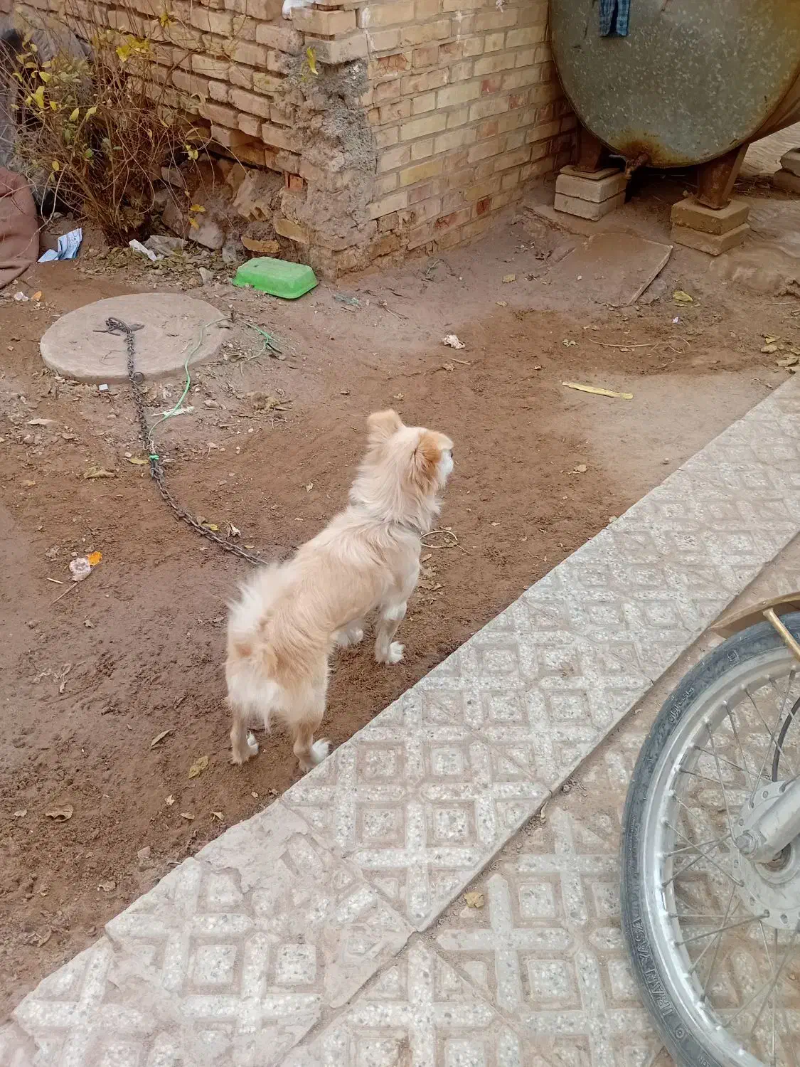 سگ پاکوتاه باهوش زیبا|سگ|یزد, |دیوار