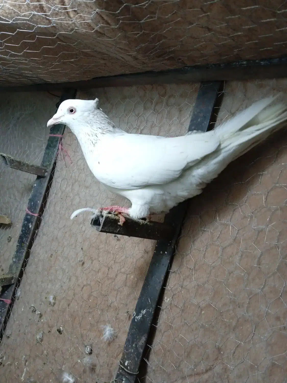 کفتر یاکبوتر|حیوانات|بجنورد, |دیوار