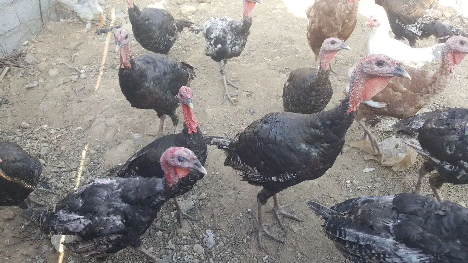 امپراطور و بوقلمون برنز سینه پهن|پرنده|قائمشهر, |دیوار