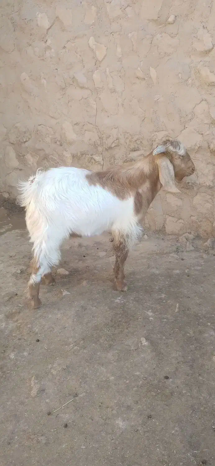 بز غاله (تویشک)|حیوانات مزرعه|کوهدشت, |دیوار