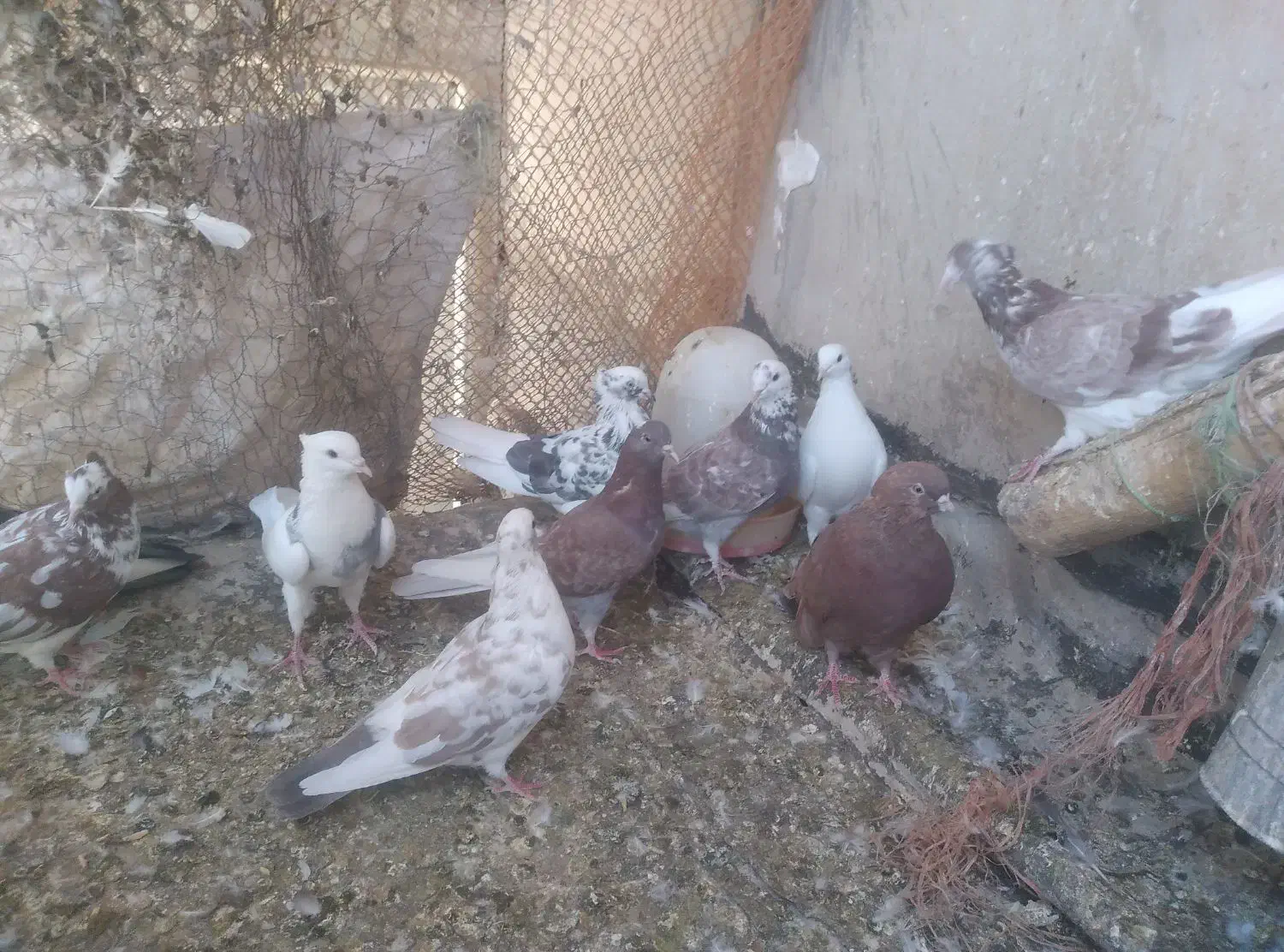 کبوتر|پرنده|شباب, |دیوار