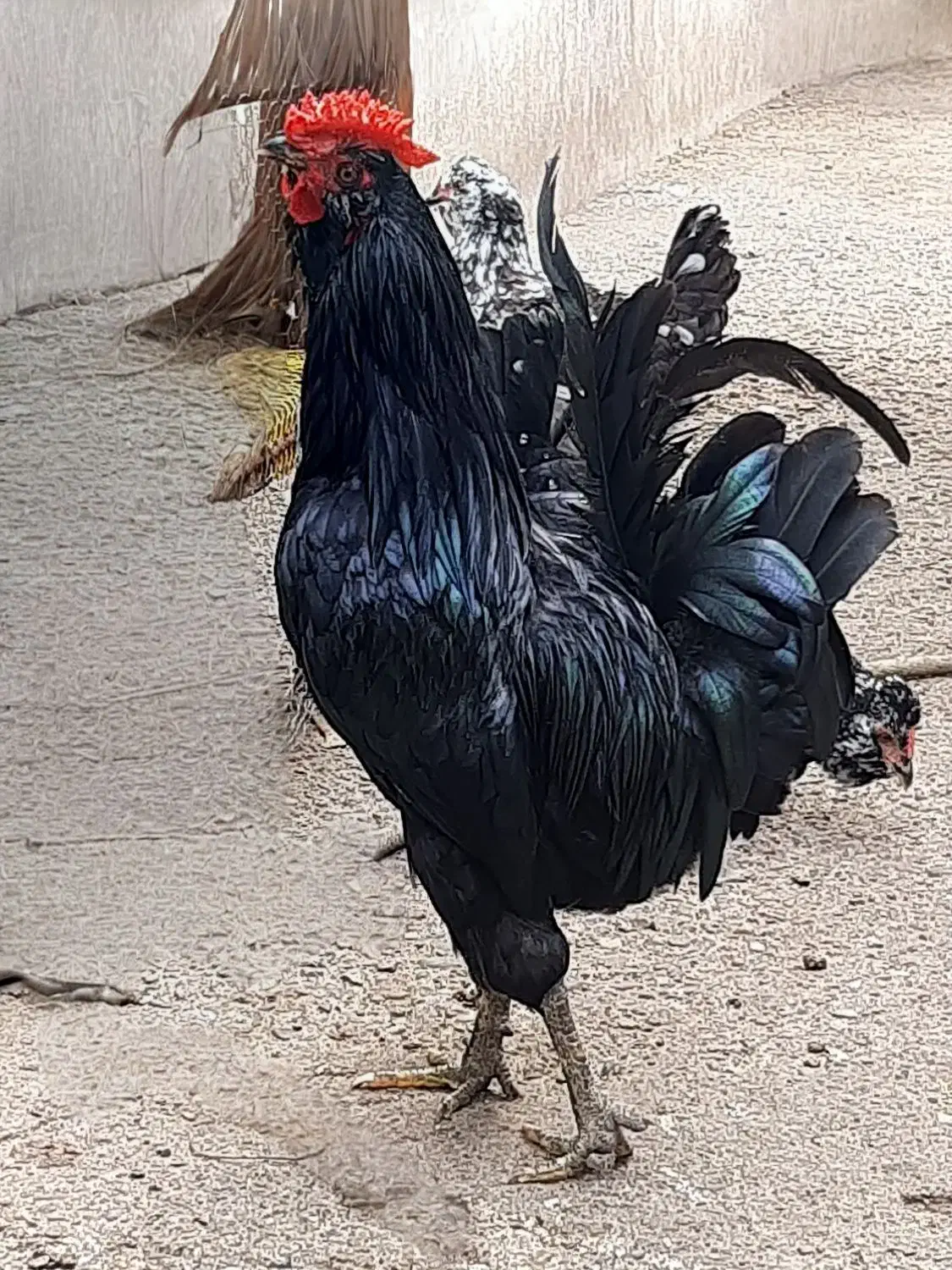 جوجه گلین لری اصیل و تخم گلین لری|حیوانات مزرعه|بندر انزلی, متروپل|دیوار