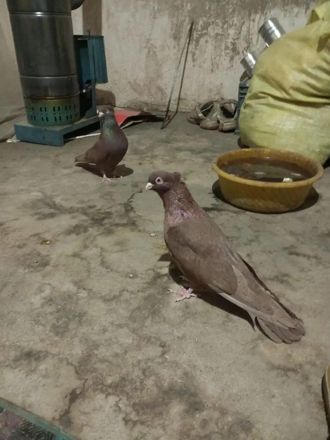 یک جفت کبوتر سرخ درجه ۱|پرنده|شهرضا, |دیوار