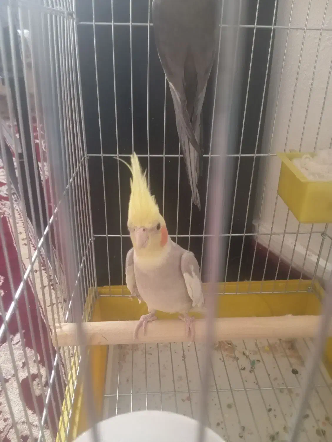 نر ابلق سرحال|پرنده|پاکدشت, حصار امیر|دیوار