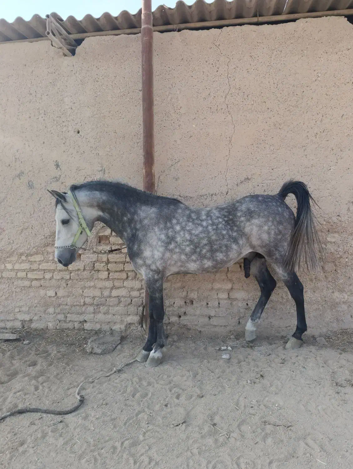 خرید فروش اسب|اسب و تجهیزات اسبسواری|مرودشت, کوشک|دیوار