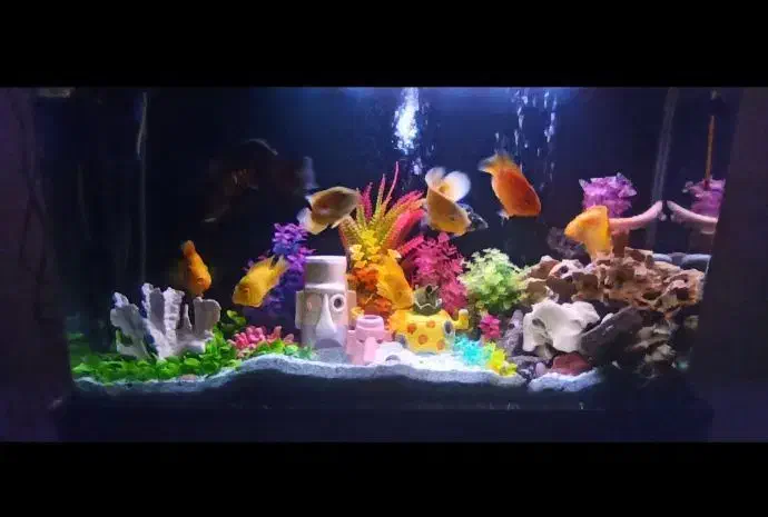 آکواریوم شیشه خم|ماهی|ری, دیلمان|دیوار