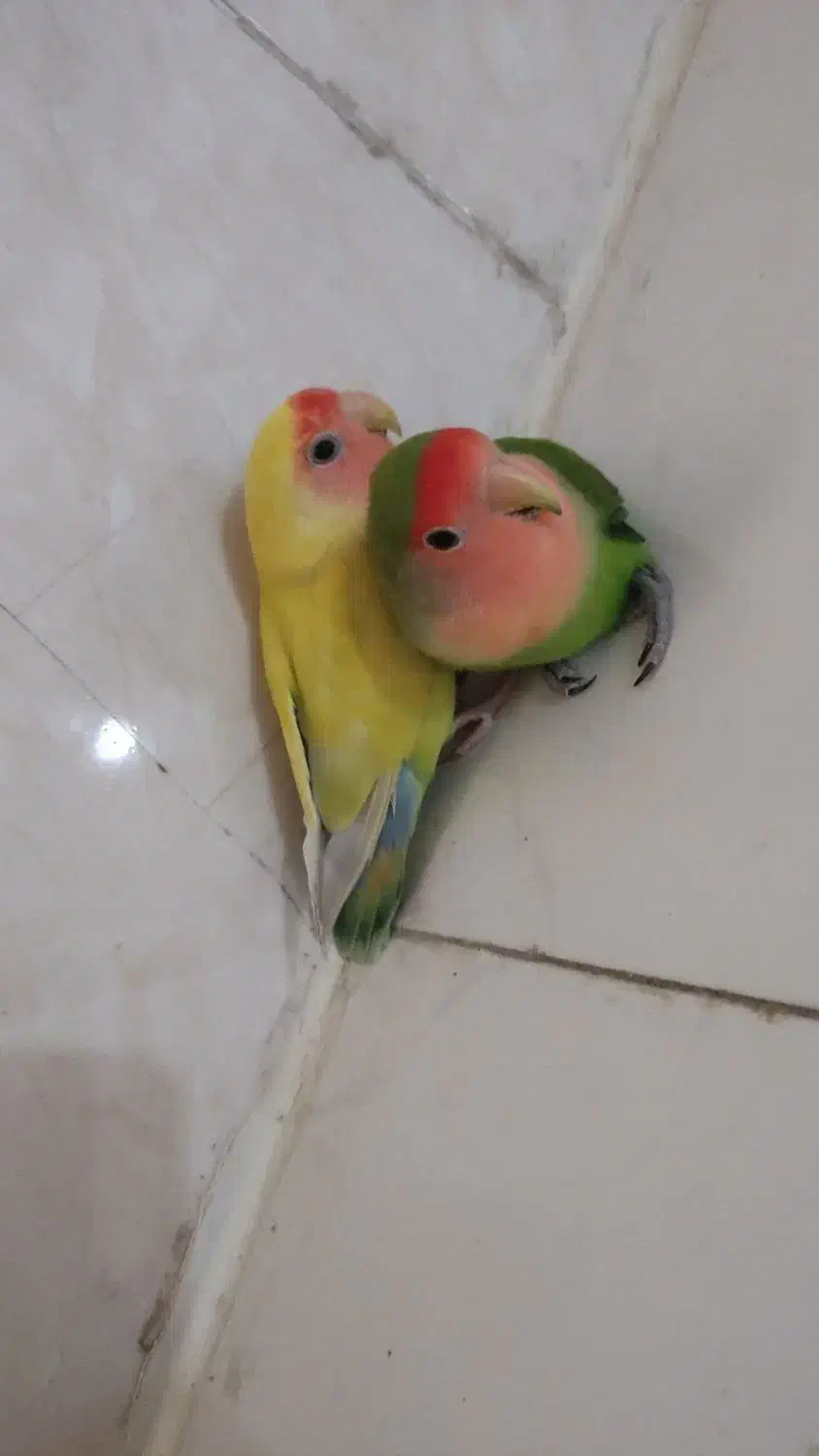 یک جفت کوتوله دستی|پرنده|شهرضا, |دیوار