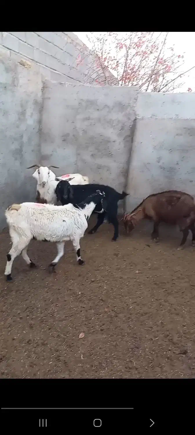 ۴ راس بز|حیوانات مزرعه|شاهرود, |دیوار