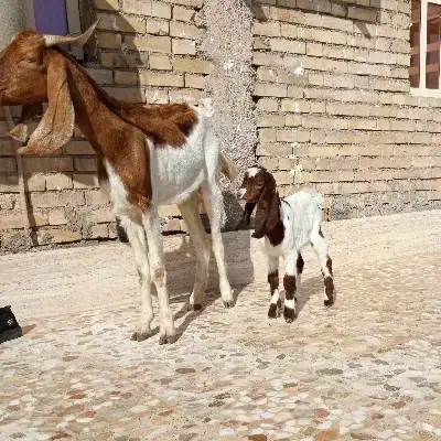 بز مطفل|حیوانات مزرعه|اهواز, کمپلو شمالی|دیوار