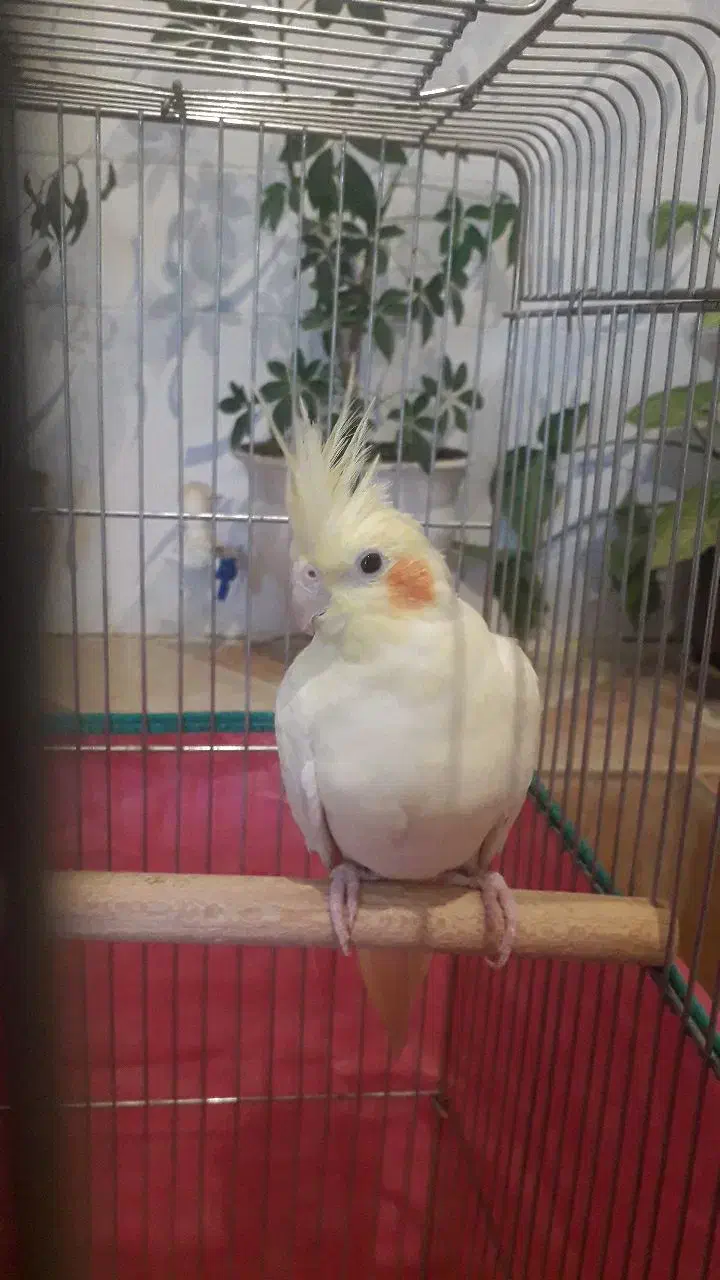 یک جفت عروس خوشگل|پرنده|سنقر, |دیوار