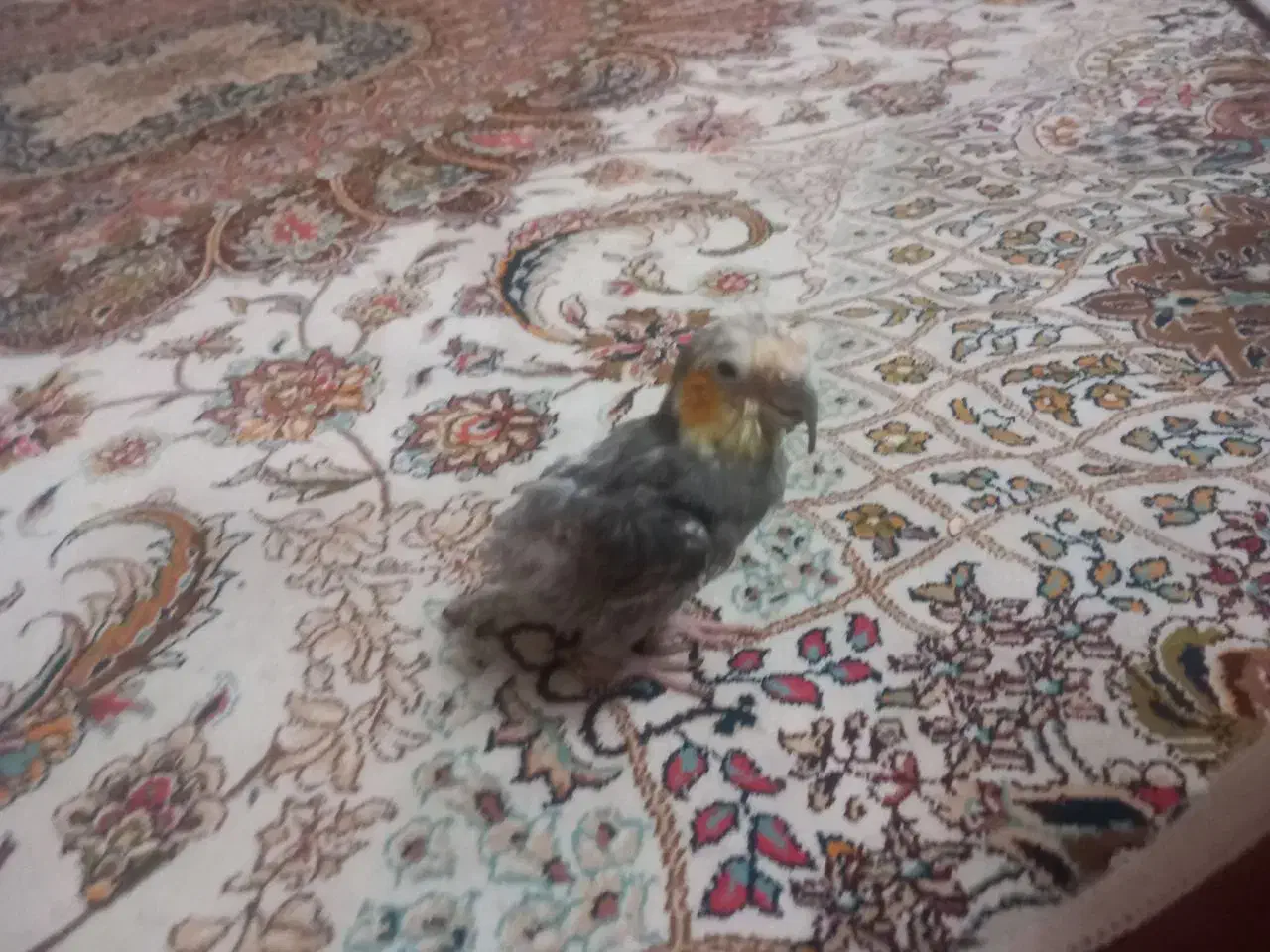 عروس هلندی|فعالیت داوطلبانه|ساوه, |دیوار