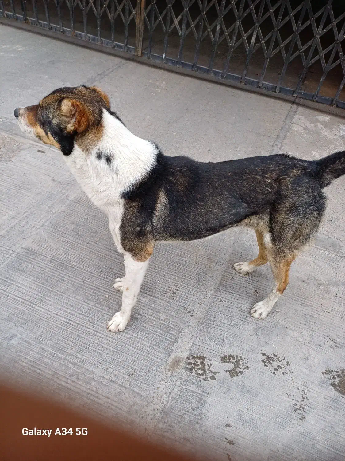 سگ گمشده|حیوانات|پرند, فاز ۵|دیوار