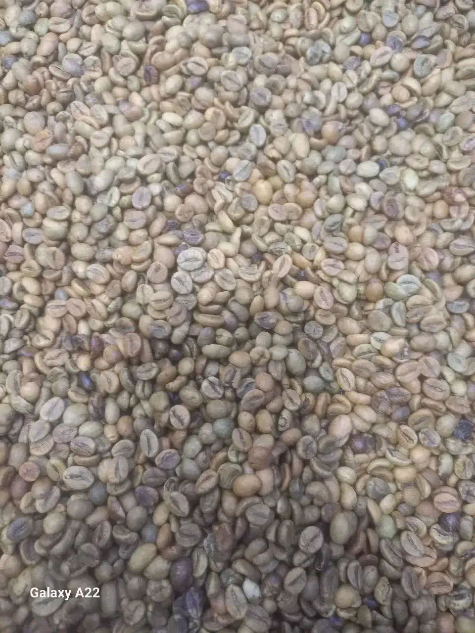 قوتو اصل ،قاووت|خوردنی و آشامیدنی|مشهد, حجت|دیوار