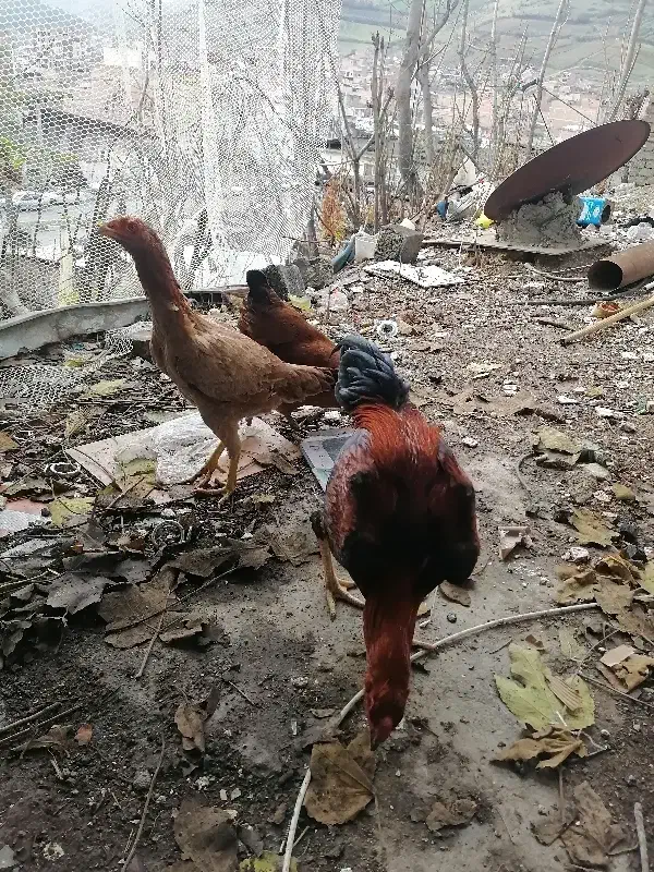 جوجه لاری|حیوانات مزرعه|گرگان, |دیوار