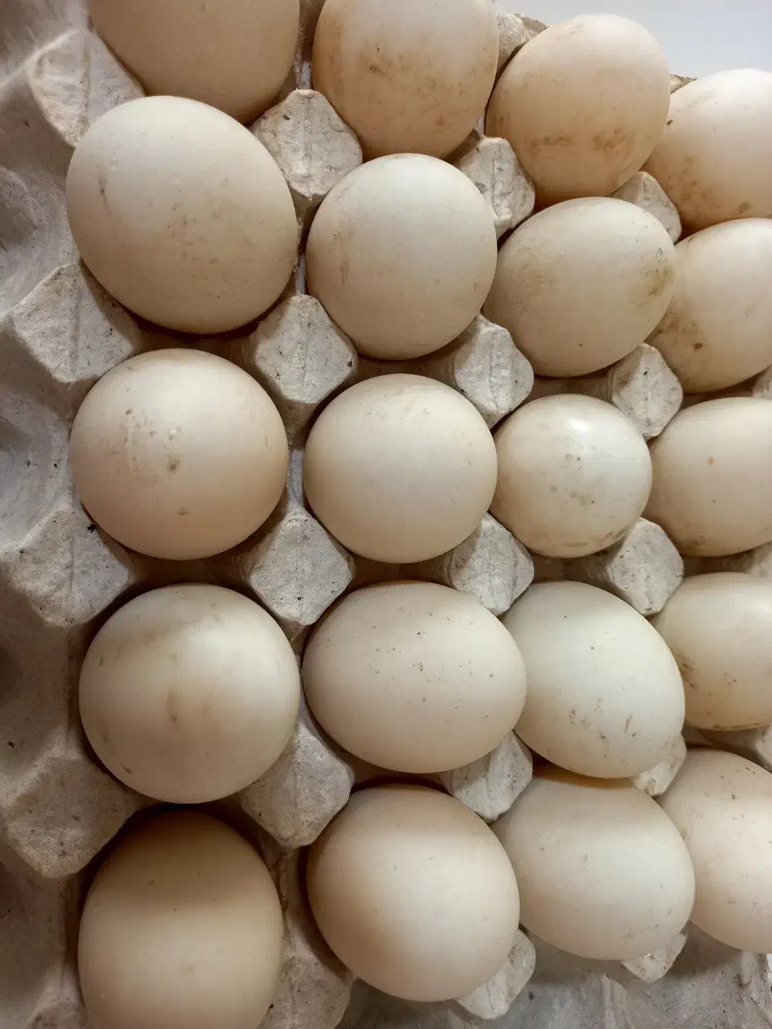 تخم اردک|حیوانات مزرعه|بومهن, |دیوار